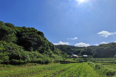 広い土地
